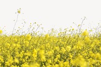 Rapeseed flower border collage element, nature design psd