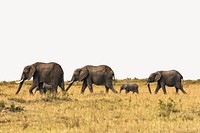 Elephants herd border collage element, animal design psd