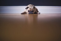 Fawn pug lying on the floor. Original public domain image from Wikimedia Commons