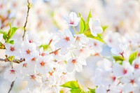 Beautiful white and pink cherry blossoms. Original public domain image from Wikimedia Commons