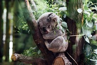 Koala sleeping on a tree branch. Original public domain image from Wikimedia Commons