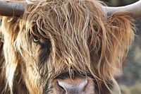 Face to face with a highland cow in Elgol, United Kingdom. Original public domain image from <a href="https://commons.wikimedia.org/wiki/File:Face_to_face_(Unsplash).jpg" target="_blank">Wikimedia Commons</a>