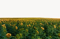Sunflower field border background, nature design