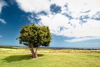 Green tree under blue sky. Original public domain image from Wikimedia Commons