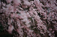 Pink blossom branches in full bloom in Spring, Kyoto Gyoen Garden. Original public domain image from Wikimedia Commons