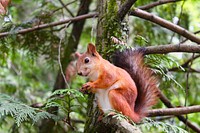 Squirrel on a tree. Original public domain image from <a href="https://commons.wikimedia.org/wiki/File:Ilnur_Kalimullin_2016_(Unsplash).jpg" target="_blank">Wikimedia Commons</a>