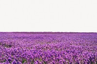 Lavender field collage element, spring nature psd