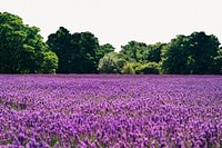 Lavender field background, spring nature psd