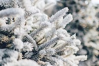 A macro of a pine tree covered with a layer of winter snow and ice. Original public domain image from <a href="https://commons.wikimedia.org/wiki/File:Tree_branches_covered_in_snow_(Unsplash).jpg" target="_blank" rel="noopener noreferrer nofollow">Wikimedia Commons</a>