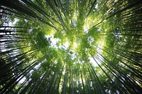 A low-angle shot of a canopy of bamboos. Original public domain image from <a href="https://commons.wikimedia.org/wiki/File:Bamboo_leaf_canopy_(Unsplash).jpg" target="_blank">Wikimedia Commons</a>