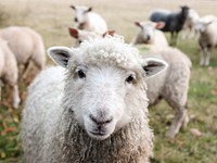 White sheep. Original public domain image from Wikimedia Commons