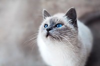 Close-up of a blue-eyed cat looking up. Original public domain image from Wikimedia Commons