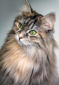 Close-up of a furry green-eyed Maine Coon cat. Original public domain image from <a href="https://commons.wikimedia.org/wiki/File:Maine_Coon_portrait_(Unsplash).jpg" target="_blank" rel="noopener noreferrer nofollow">Wikimedia Commons</a>