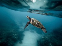 Sea turtle swimming in the ocean. Original public domain image from <a href="https://commons.wikimedia.org/wiki/File:Green_Sea_Turtle,_by_Jeremy_Bishop_2016-09-14.jpg" target="_blank">Wikimedia Commons</a>