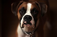 Boxer dog. Original public domain image from <a href="https://commons.wikimedia.org/wiki/File:Jordan_Davis_2017_(Unsplash).jpg" target="_blank">Wikimedia Commons</a>