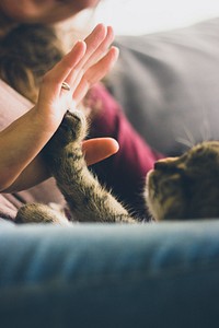 Cat reaches up its paw to high five a woman. Original public domain image from Wikimedia Commons