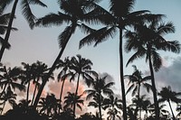 Palm trees. Original public domain image from <a href="https://commons.wikimedia.org/wiki/File:Epicurrence_2016-02-12_(Unsplash_a3vVnIYZ80M).jpg" target="_blank">Wikimedia Commons</a>