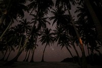 Looking straight up at a dozen palm trees against a starry night sky. Original public domain image from <a href="https://commons.wikimedia.org/wiki/File:Thoondu,_Maldives_(Unsplash).jpg" target="_blank">Wikimedia Commons</a>