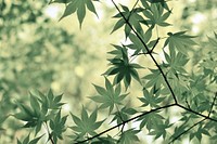 Japanese maple tree. Original public domain image from Wikimedia Commons