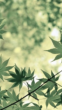 Phone wallpaper leaf background, HD nature photo. Original public domain image from Wikimedia Commons