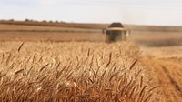 Tractor harvest grains of wheat in a farm field. Original public domain image from Wikimedia Commons