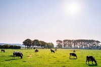 Herd of dairy cattle. Original public domain image from Wikimedia Commons