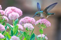 Hummingbird feeding on a flower. Original public domain image from Wikimedia Commons