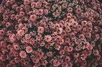 An overhead shot of a bed of dark pink flowers. Original public domain image from <a href="https://commons.wikimedia.org/wiki/File:Bed_of_pink_flowers_from_above_(Unsplash).jpg" target="_blank" rel="noopener noreferrer nofollow">Wikimedia Commons</a>