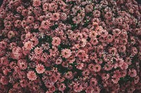 An overhead shot of a bed of dark pink flowers. Original public domain image from Wikimedia Commons