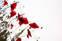 Red poppy flowers in the field. Original public domain image from <a href="https://commons.wikimedia.org/wiki/File:Poppies,_Pienza,_Italy_(Unsplash).jpg" target="_blank">Wikimedia Commons</a>