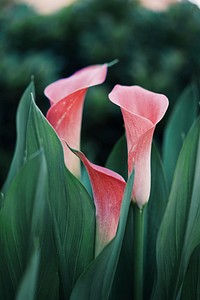 Calla lily with green leaves. Original public domain image from <a href="https://commons.wikimedia.org/wiki/File:Granite_Bay,_United_States_(Unsplash).jpg" target="_blank">Wikimedia Commons</a>