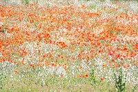 A vast field of white and red flowers. Original public domain image from <a href="https://commons.wikimedia.org/wiki/File:Poppies_in_field_(Unsplash).jpg" target="_blank" rel="noopener noreferrer nofollow">Wikimedia Commons</a>