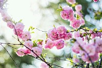 Pink blossom and green leaves on a tree. Original public domain image from <a href="https://commons.wikimedia.org/wiki/File:Sofya_Morgenstern_2017_(Unsplash).jpg" target="_blank">Wikimedia Commons</a>