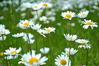 Daisy flowers in the field. Original public domain image from <a href="https://commons.wikimedia.org/wiki/File:Olbendorf,_Austria_(Unsplash).jpg" target="_blank">Wikimedia Commons</a>