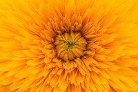 A macro shot of the golden center of a flower with numerous yellow petals around. Original public domain image from Wikimedia Commons