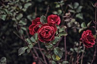 Dark red rose. Original public domain image from <a href="https://commons.wikimedia.org/wiki/File:Dark_Rose_(Unsplash).jpg" target="_blank">Wikimedia Commons</a>