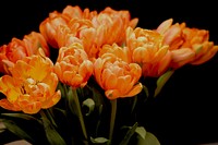 A bouquet of bright orange tulips against a black background. Original public domain image from <a href="https://commons.wikimedia.org/wiki/File:Tulips_1_(Unsplash).jpg" target="_blank" rel="noopener noreferrer nofollow">Wikimedia Commons</a>