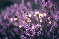 A large patch of lavender flowers with bokeh effect in the background. Original public domain image from <a href="https://commons.wikimedia.org/wiki/File:Lavender_flower_bed_in_the_evening_(Unsplash).jpg" target="_blank" rel="noopener noreferrer nofollow">Wikimedia Commons</a>