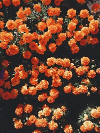 Blooming orange flowers. Original public domain image from Wikimedia Commons