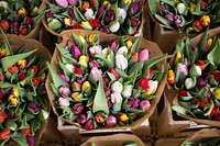 An overhead shot of colorful tulips in bouquets wrapped in brown paper. Original public domain image from <a href="https://commons.wikimedia.org/wiki/File:Tulips_at_an_Amsterdam_flower_market_(Unsplash).jpg" target="_blank" rel="noopener noreferrer nofollow">Wikimedia Commons</a>