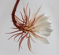 A macro shot of a flower with long white petals and a pink stem. Original public domain image from <a href="https://commons.wikimedia.org/wiki/File:Dama_de_la_noche_(Unsplash).jpg" target="_blank" rel="noopener noreferrer nofollow">Wikimedia Commons</a>