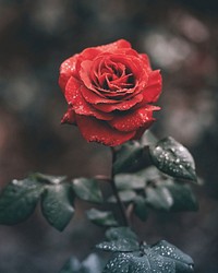 Close-up of a red rose with its petals and leaves covered in waterdrops. Original public domain image from Wikimedia Commons