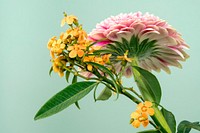 A low-angle shot of the bottom of a pink dahlia and smaller orange flowers next to it. Original public domain image from Wikimedia Commons