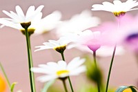 A low-angle shot of several white daisies. Original public domain image from <a href="https://commons.wikimedia.org/wiki/File:Daisies_from_below_(Unsplash).jpg" target="_blank" rel="noopener noreferrer nofollow">Wikimedia Commons</a>