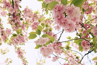 Pink blossom and green leaves on a tree. Original public domain image from <a href="https://commons.wikimedia.org/wiki/File:Pink_blossom_and_green_leaves_(Unsplash).jpg" target="_blank" rel="noopener noreferrer nofollow">Wikimedia Commons</a>