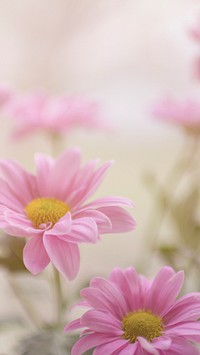 iPhone wallpaper flower background, aesthetic HD nature image. Original public domain image from Wikimedia Commons