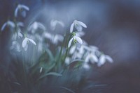 A blurry shot of white flowers hanging down from green stems. Original public domain image from <a href="https://commons.wikimedia.org/wiki/File:Snowdrop_(Unsplash).jpg" target="_blank" rel="noopener noreferrer nofollow">Wikimedia Commons</a>