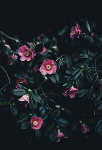 Small pink camellia flowers among dark green leaves. Original public domain image from Wikimedia Commons