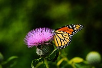 Colorful orange and black butterfly insect landing on pink thistle in Spring, Lake of the Ozarks. Original public domain image from <a href="https://commons.wikimedia.org/wiki/File:Monarch_on_thistle_(Unsplash).jpg" target="_blank" rel="noopener noreferrer nofollow">Wikimedia Commons</a>