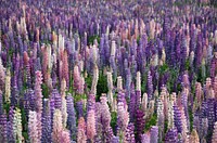 A field with column-like clusters of lupine flowers in various shades of pink and purple. Original public domain image from <a href="https://commons.wikimedia.org/wiki/File:Colorful_lupine_towers_(Unsplash).jpg" target="_blank" rel="noopener noreferrer nofollow">Wikimedia Commons</a>
